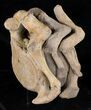 Articulated Woolly Mammoth Neck Vertebras - Alaska #18675-2